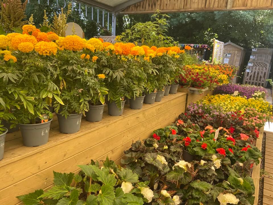 Benches of marigolds and begonias at Pure Garden Centre, on the Churston site